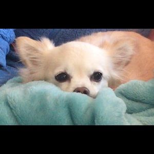 Meet your Posher, Pam